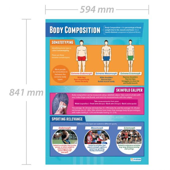 Body Composition | PE Posters | Laminated Gloss Paper measuring 850mm x 594mm (A1) | Physical Education Charts for the Classroom | Education Charts by Daydream Education - Image 2