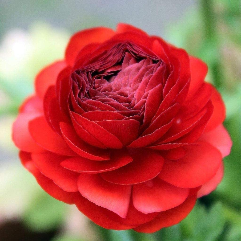 Ranunculus Red Flower Corms/Bulbs. Hardy Colourful Flowers. Size 6/7. (10) - Image 2