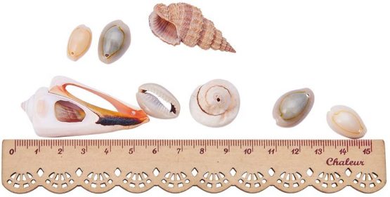 PandaHall Elite about 180pcs Trumpet Shell Beads, Dyed Natural Seashell Charms for Pendant DIY Craft Making Home Party Decoration, Mixed Shapes, Mixed Color - Image 4