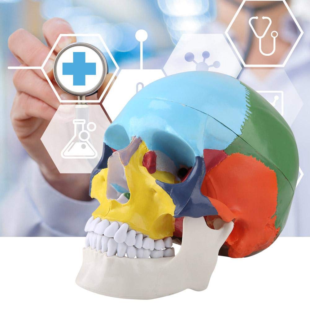 Human Anatomy Skull Model Didactic Version Palm-Sized Coloured Adult Human Skull Anatomical Model Skull Puzzle Exploded Skull Medical Teaching Learning - Image 3