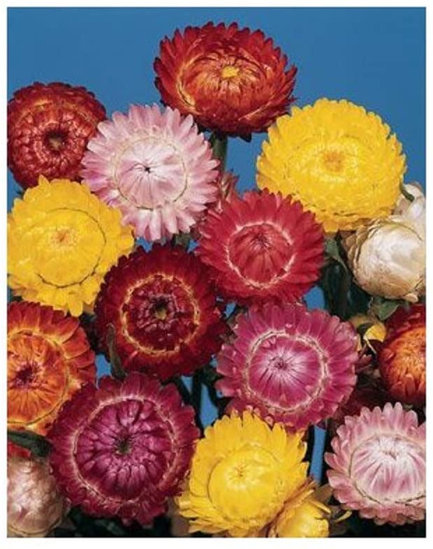 PREMIER SEEDS DIRECT - Helichrysum - Straw Flower - Tom Thumb Mix - 2500 Seeds, 2,500 Seeds