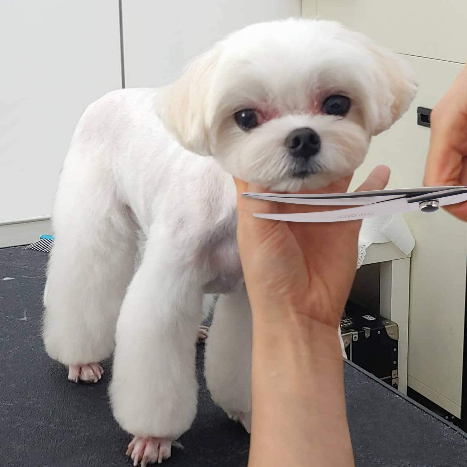 NOVOSACO Curved Dog Grooming Scissors Professional Dog Grooming Scissor Pet Grooming Scissors Two-Way Curved Scissors for Dogs Cats 7 Inch (7-Inch Curved-01) - Image 4