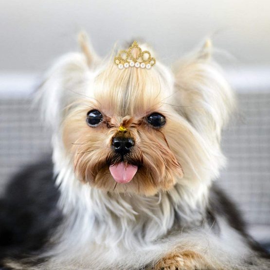 25Pcs Dog Hair Clips Crown Shape Pet Hairpin Pearls Pet Princess Clips Cute Cat Hair Clips Bows Puppy Grooming Hair Accessories for Small Medium Dogs - Image 3