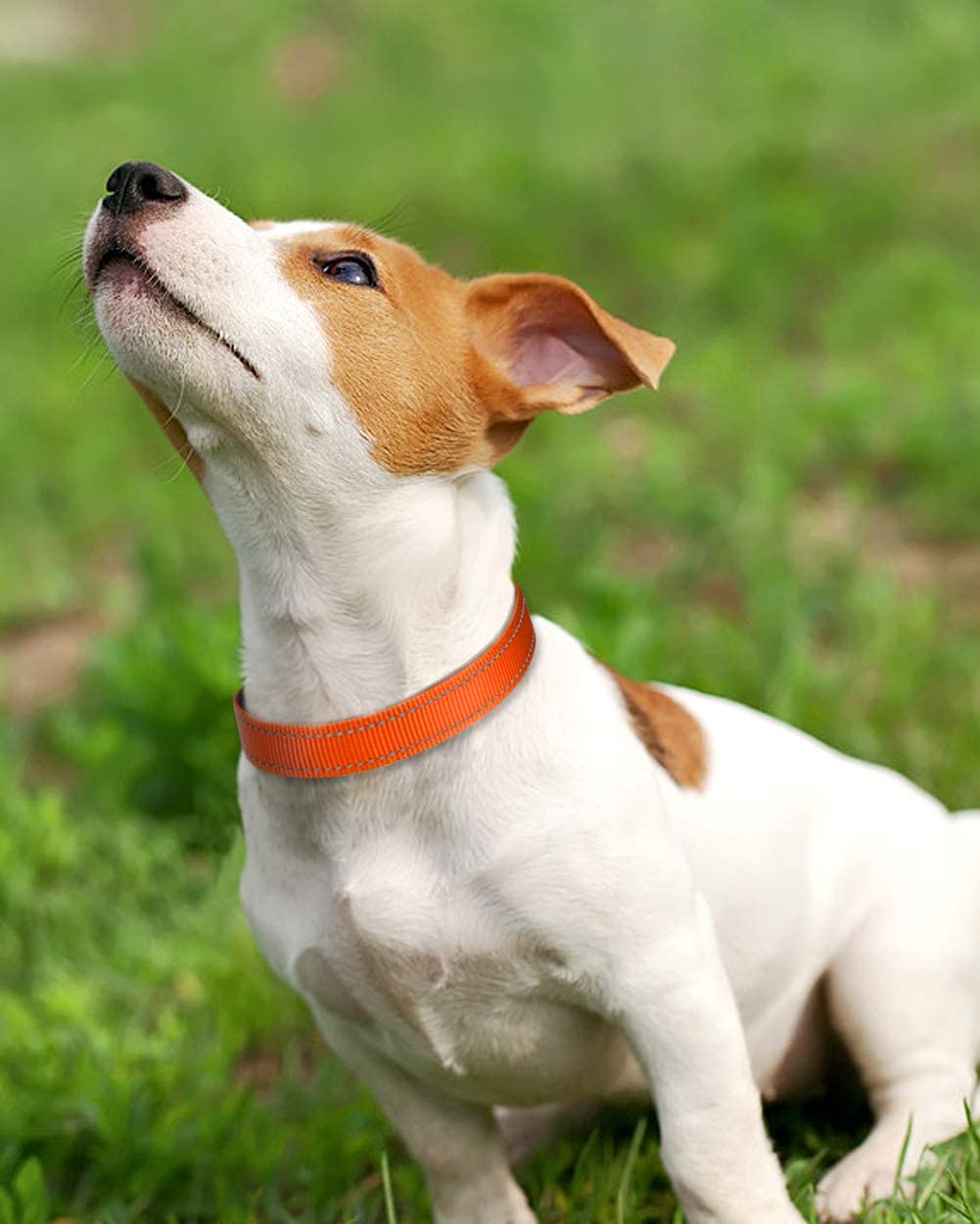 Joytale Reflective Dog Collar, Soft Neoprene Padded Breathable Nylon Pet Collar Adjustable for Extra Small and Puppy Dogs XS, Orange - Image 3