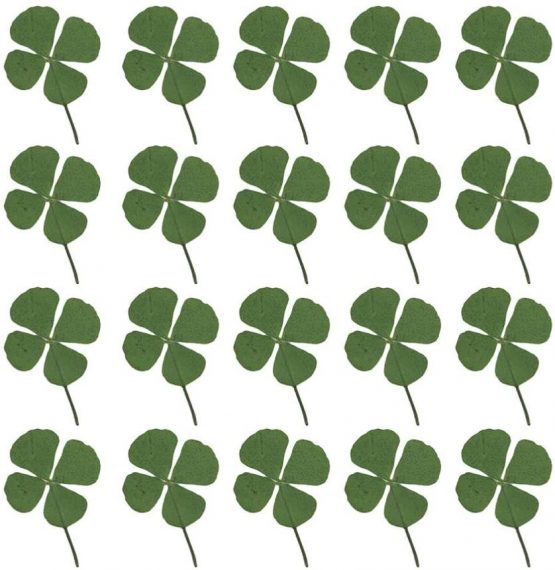 Artibetter 24pcs Natural Pressed Dried Flowers Four-Leaf Clover Leaf Plant for DIY Resin Jewelry Making Art Craft