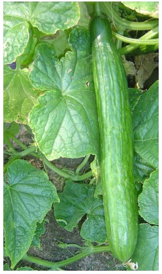 PREMIER SEEDS DIRECT - Cucumber - Telegraph - 40 Finest Seeds (Greenhouse), 40 SEEDS
