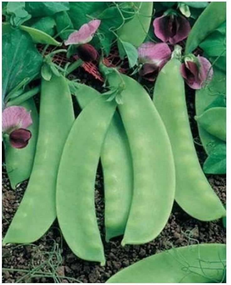 PREMIER SEEDS DIRECT - Pea - Mange TOUTS - CAROUBY DE MUASANNE - 250 Seeds, Green, 350 seeds