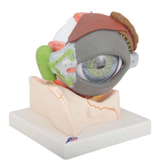 3B Scientific Eye 5 Times Full Size 8 Part + free anatomy software - 3B Smart Anatomy, F12 - Image 2