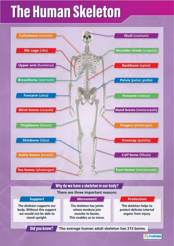 The Human Skeleton Science Posters Gloss Paper Measuring 850mm X