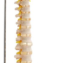 Performance Health Life Size Flexible Vertebral Column with Pelvic, Life size Anatomical Model for Home, School and Clinic