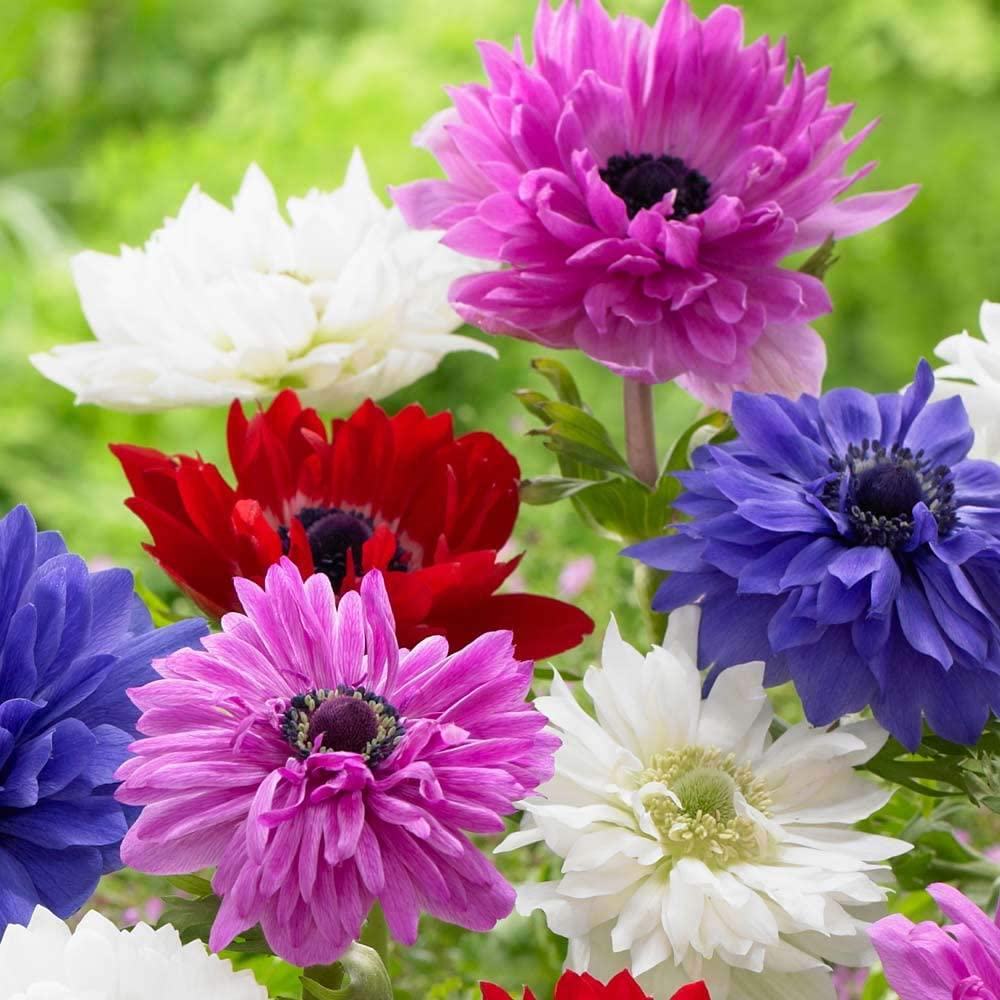 Anemone St Brigid x 30 Flower Bulbs/Corms. Pretty Mixed Flowers, 5/6 - Image 4