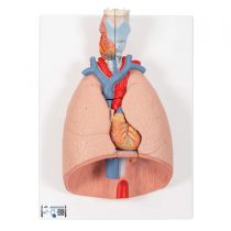 3B Scientific Lung Model with larynx 7 Part + free anatomy software - 3B Smart Anatomy G15