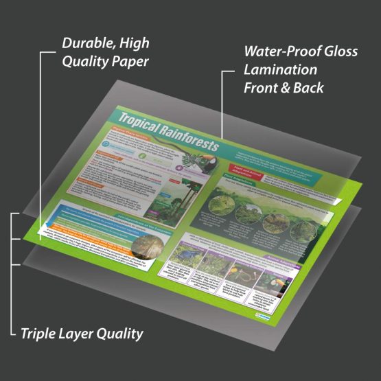 Tropical Rainforests | Geography Posters | Laminated Gloss Paper measuring 850mm x 594mm (A1) | Geography Classroom Posters | Education Charts by Daydream Education - Image 3
