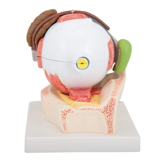3B Scientific Eye 5 Times Full Size 8 Part + free anatomy software - 3B Smart Anatomy, F12 - Image 4