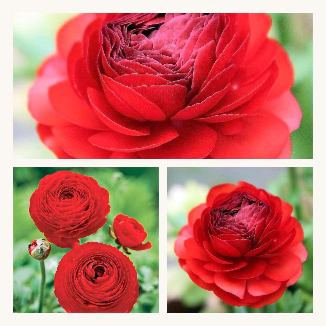Ranunculus Red Flower Corms/Bulbs. Hardy Colourful Flowers. Size 6/7. (10)