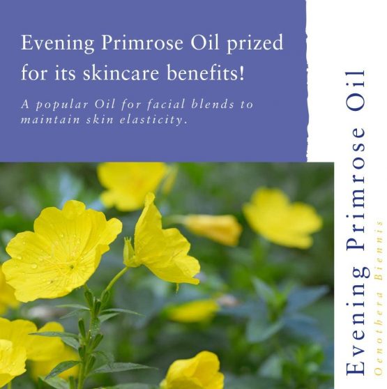 Absolute Aromas Evening Primrose (Oenothera Biennis) Oil 50ml - Pure, Natural, Cold-Pressed, GMO-Free Vegan and Cruelty Free – Moisturising Carrier Oil for Body and Facial Massage. - Image 2