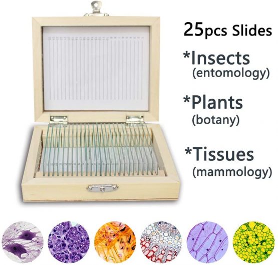 Bysameyee Prepared Microscope Slides with Specimens for Kids, 25 PCS Microscope Sample Slides Science Kit Set with Fitted Wooden Case for Basic Biological Education - Image 2