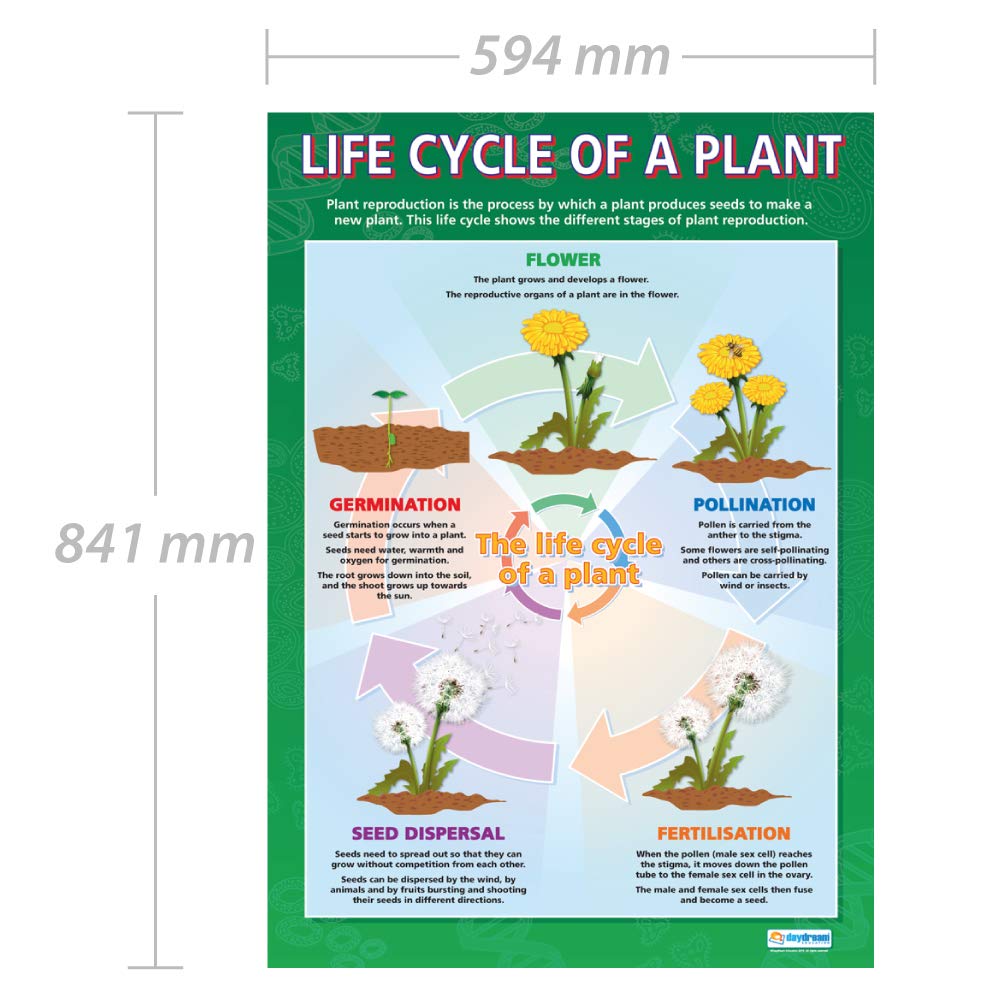 Daydream Education Life Cycle of a Plant, Mehrfarbig, 85L x 59.4W cm - Image 2