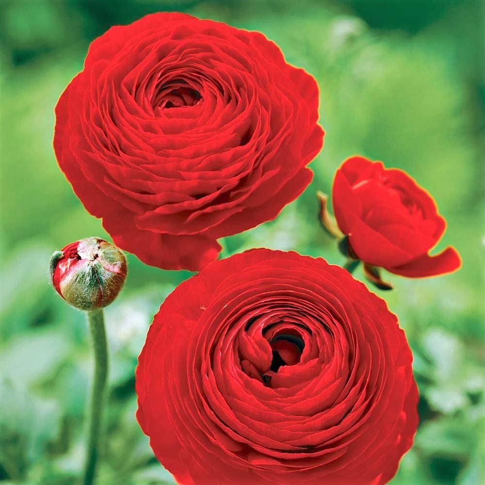 Ranunculus Red Flower Corms/Bulbs. Hardy Colourful Flowers. Size 6/7. (10) - Image 3