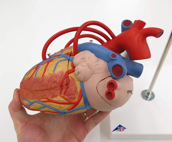 3B Scientific Human Anatomy - Heart Model with Bypass, 2 Times Life Size, 4 Part + free anatomy software - 3B Smart Anatomy - Image 3