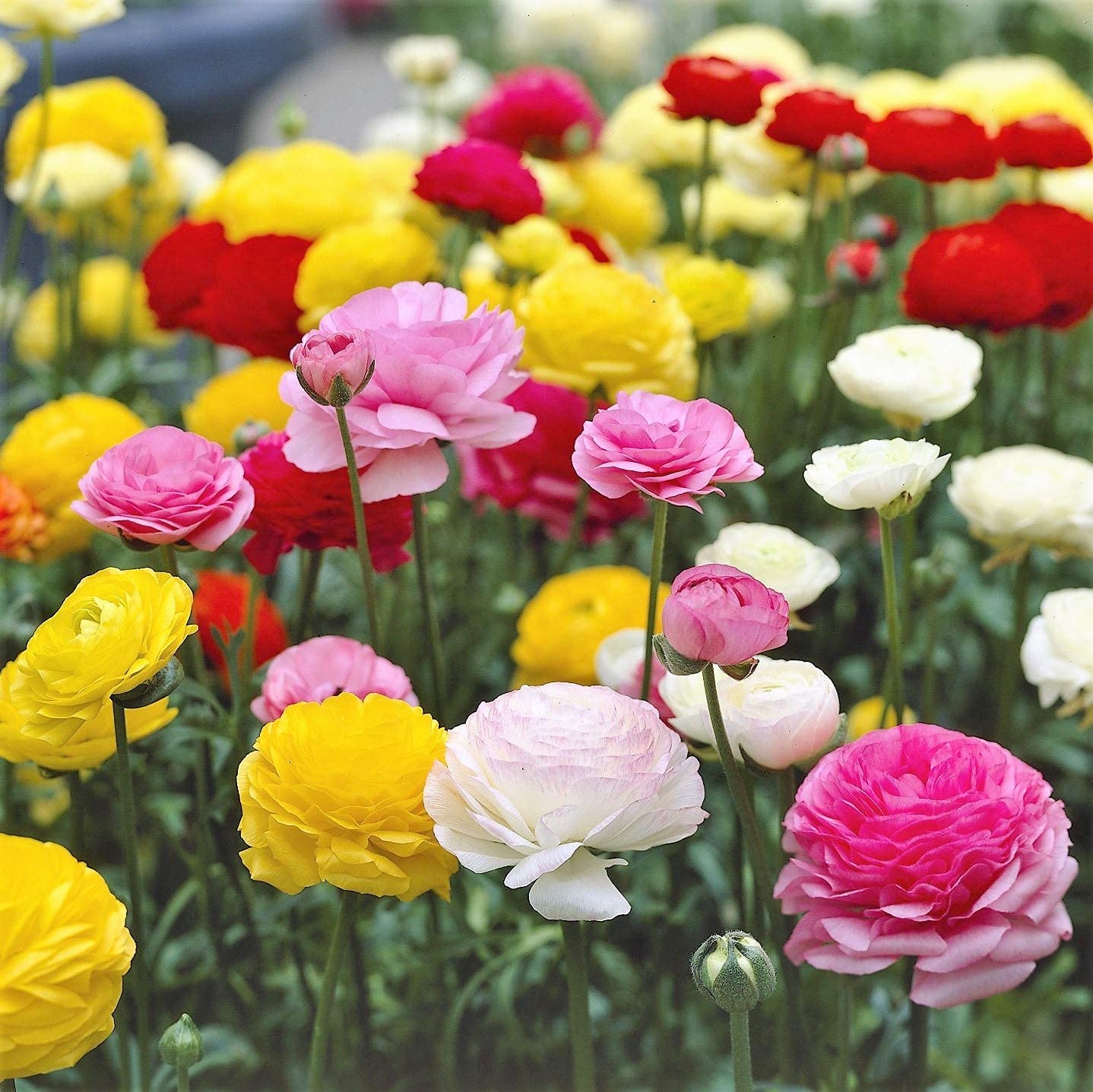 Ranunculus Mixed Flower Corms/Bulbs. Hardy Colourful Flowers. (10) - Image 3