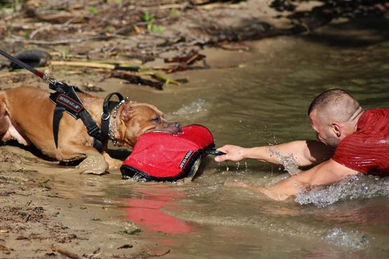 Dingo Gear Short Bite Sleeve Universal Bite Guard Handmade of French Material for Dog Training Medium Hardness Red Jack S00534 - Image 3