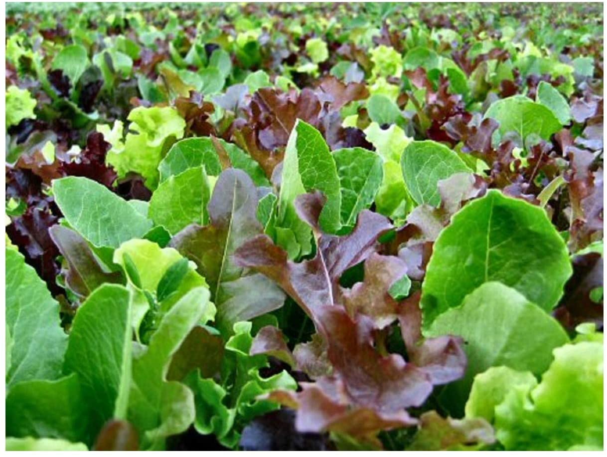 PREMIER SEEDS DIRECT - Lettuce - Mixed Leaf - MESCLUN Mix - 2000 Seeds, Green
