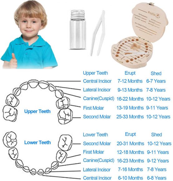 Baby Tooth Box,bluesees Teeth Saves Box for Children, Wooden Kids Keepsake Organizer for Baby Teeth, Cute Children Tooth Container with Tweezers and Lanugo Bottle to Keep The Childhood Memory - Image 2