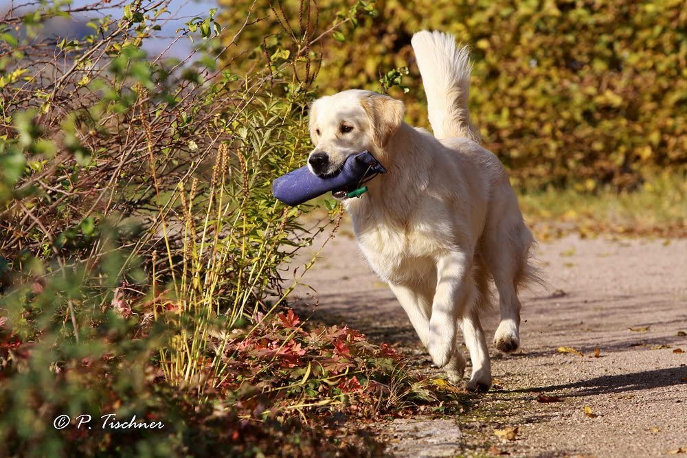 Romneys Standard Dummy 500 g, Including Throwing Handle, Floats and Is Not Sinkable, Ideal for Fetch Training - Image 4