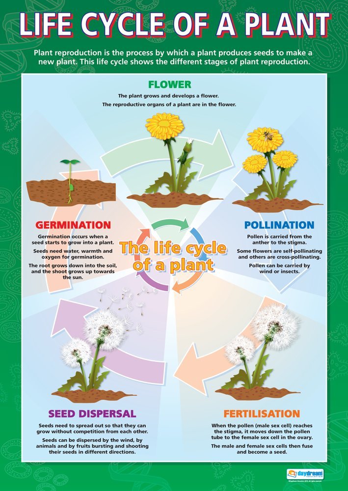 Daydream Education Life Cycle of a Plant, Mehrfarbig, 85L x 59.4W cm
