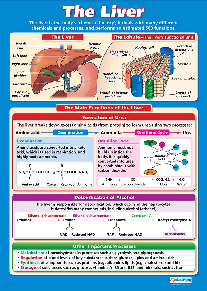 Daydream Education The Liver, Vibrant colors, 85L x 59.4W cm