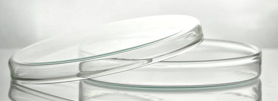 Witeg 150 B petri dishes with lid, diameter 150 mm x 25 mm, non-porous, borosilicate glass 3.3