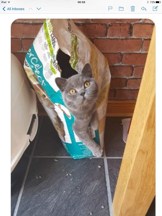 Breeder Celect Recycled Paper Cat Litter 30L - Image 3