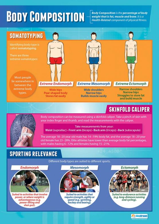 Body Composition | PE Posters | Laminated Gloss Paper measuring 850mm x 594mm (A1) | Physical Education Charts for the Classroom | Education Charts by Daydream Education