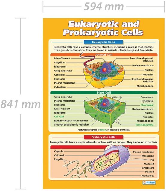 Eukaryotic and Prokaryotic Cells | Science Posters | Gloss Paper measuring 850mm x 594mm (A1) | Science Charts for the Classroom | Education Charts by Daydream Education - Image 2