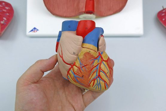 3B Scientific Lung Model with larynx 7 Part + free anatomy software - 3B Smart Anatomy G15 - Image 4