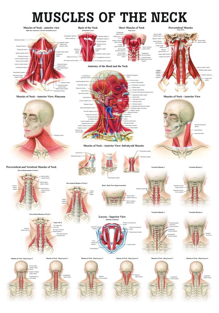 Ruediger Anatomie PO48eLAM Neck Muscles Chalkboard English 50 x 70 cm Laminated
