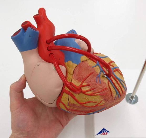 3B Scientific Human Anatomy - Heart Model with Bypass, 2 Times Life Size, 4 Part + free anatomy software - 3B Smart Anatomy - Image 2