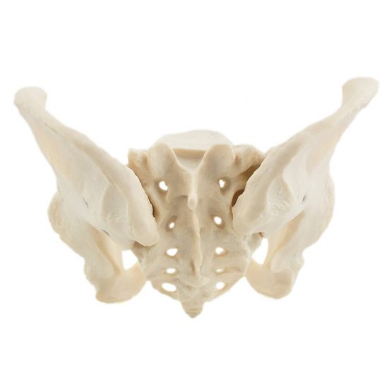 HeineScientific Female Skeletal Pelvic Model - Image 2