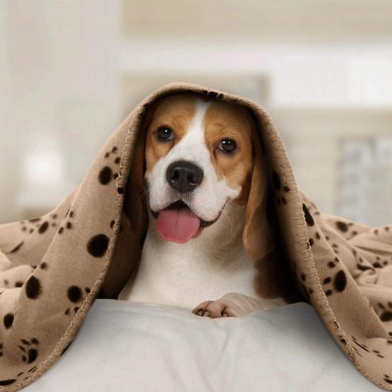 Nobleza - 6 x Dog Blanket Cat Cushion Puppy Kitten Sleep Pad Mat Pet Bed Cover Washable Warm Soft Fluffy Fleece Blankets Beige 75 * 75cm - Image 2