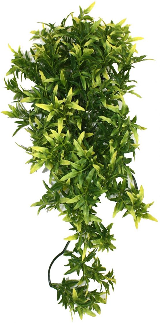 Komodo Croton Plant, 40 cm