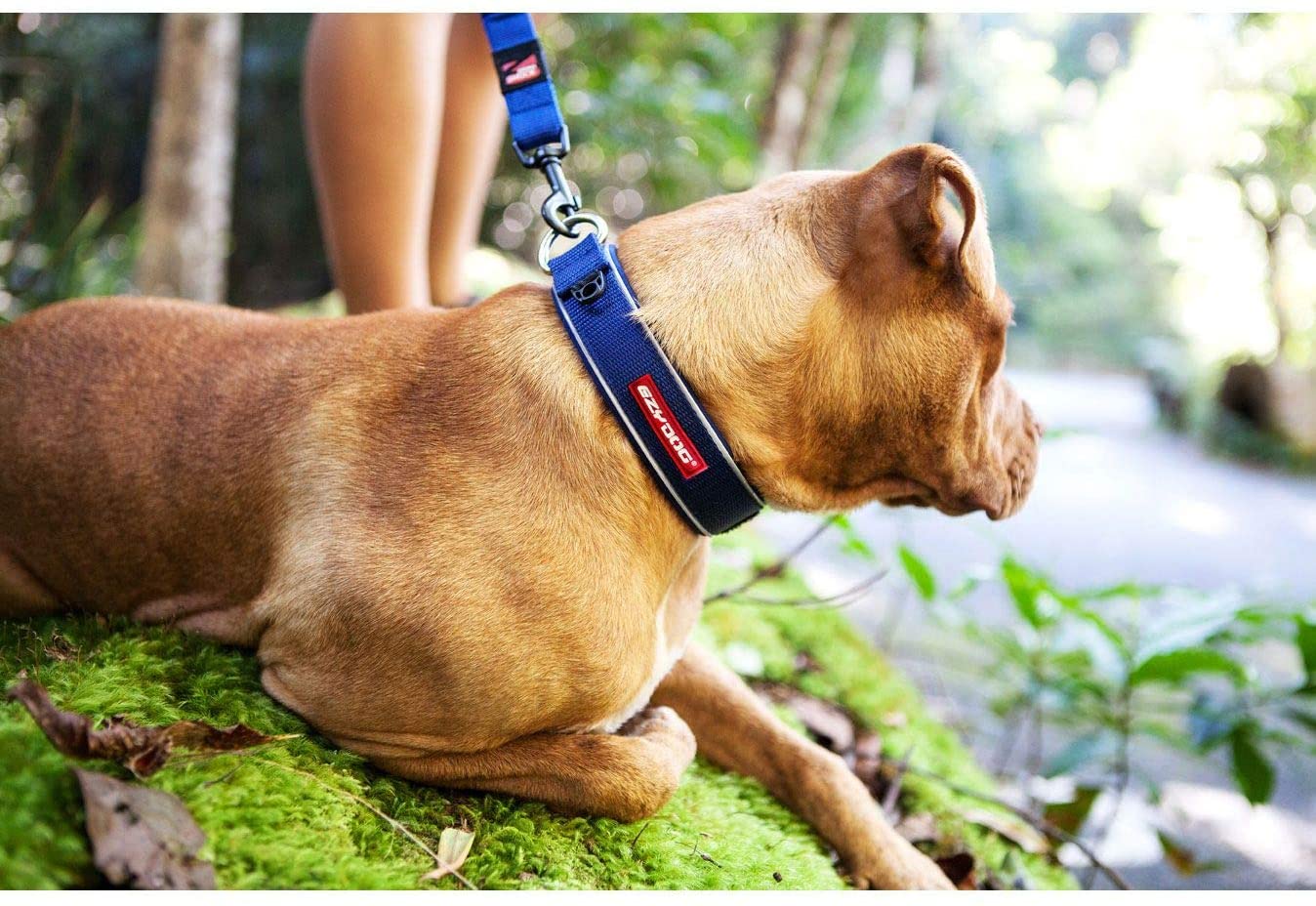 EzyDog Neo - Dog Collar - Small(34-38cm) - blue - Image 3