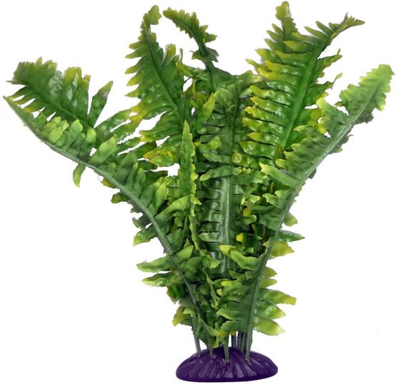 Komodo Boston Fern, 36 cm