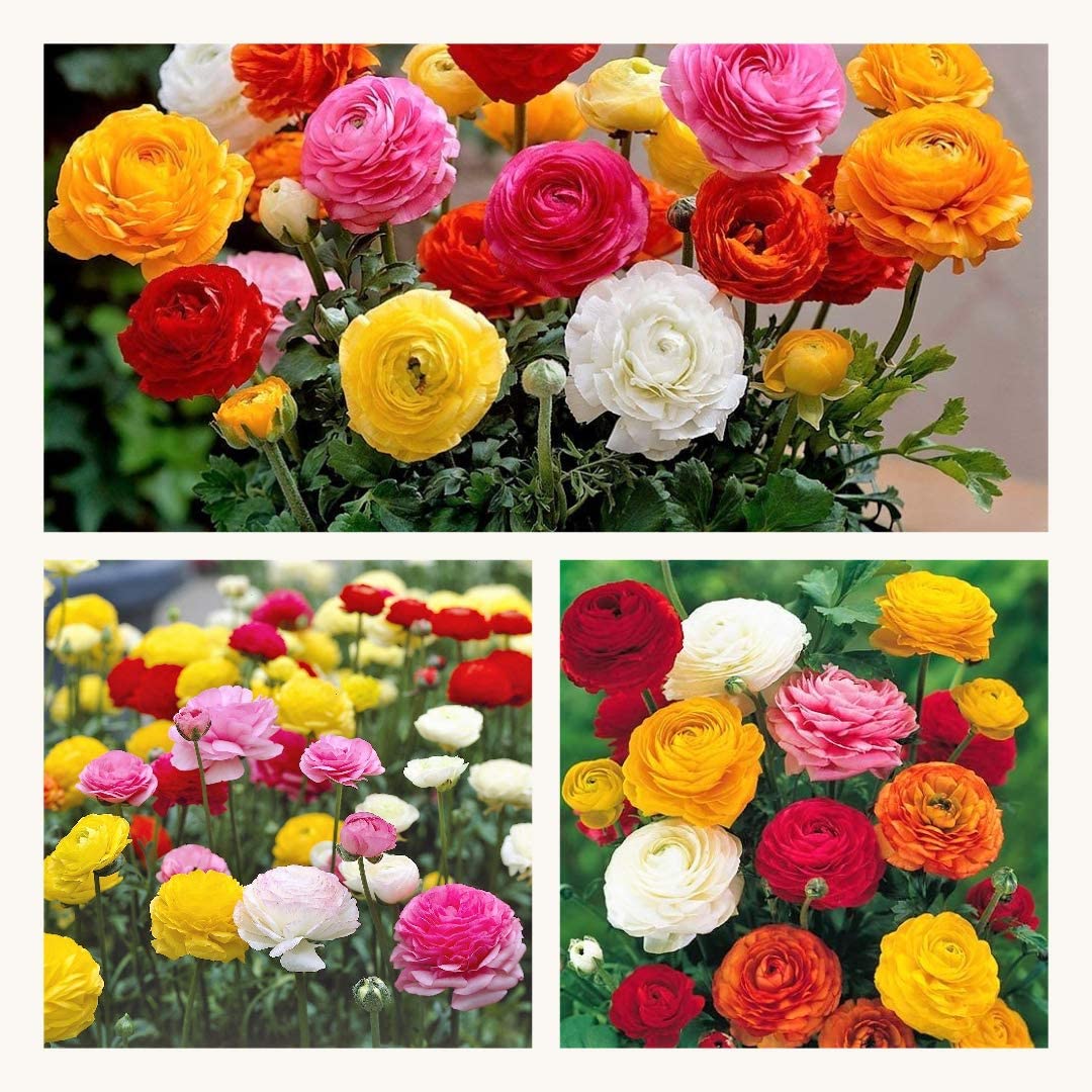 Ranunculus Mixed Flower Corms/Bulbs. Hardy Colourful Flowers. (10)