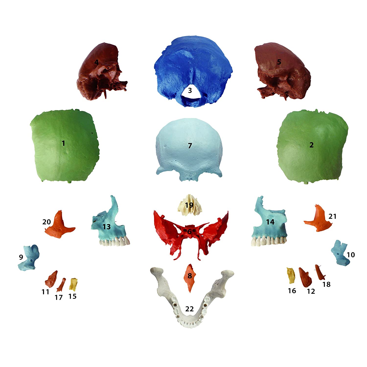 S24.2165 Adult Beauchene/Osteopathic Skull Model, 22-part, Didactic Colored, multicoloured - Image 2