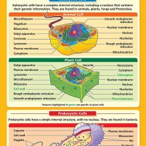 Eukaryotic and Prokaryotic Cells | Science Posters | Gloss Paper measuring 850mm x 594mm (A1) | Science Charts for the Classroom | Education Charts by Daydream Education