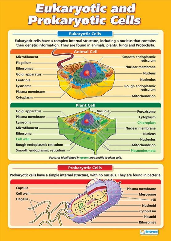 Eukaryotic And Prokaryotic Cells Science Posters Gloss Paper