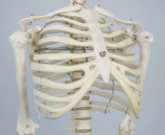 3B Scientific Mini Human Skeleton Model Shorty - Pelvic Mounted on a Base A18 + free anatomy software - 3B Smart Anatomy - Image 2