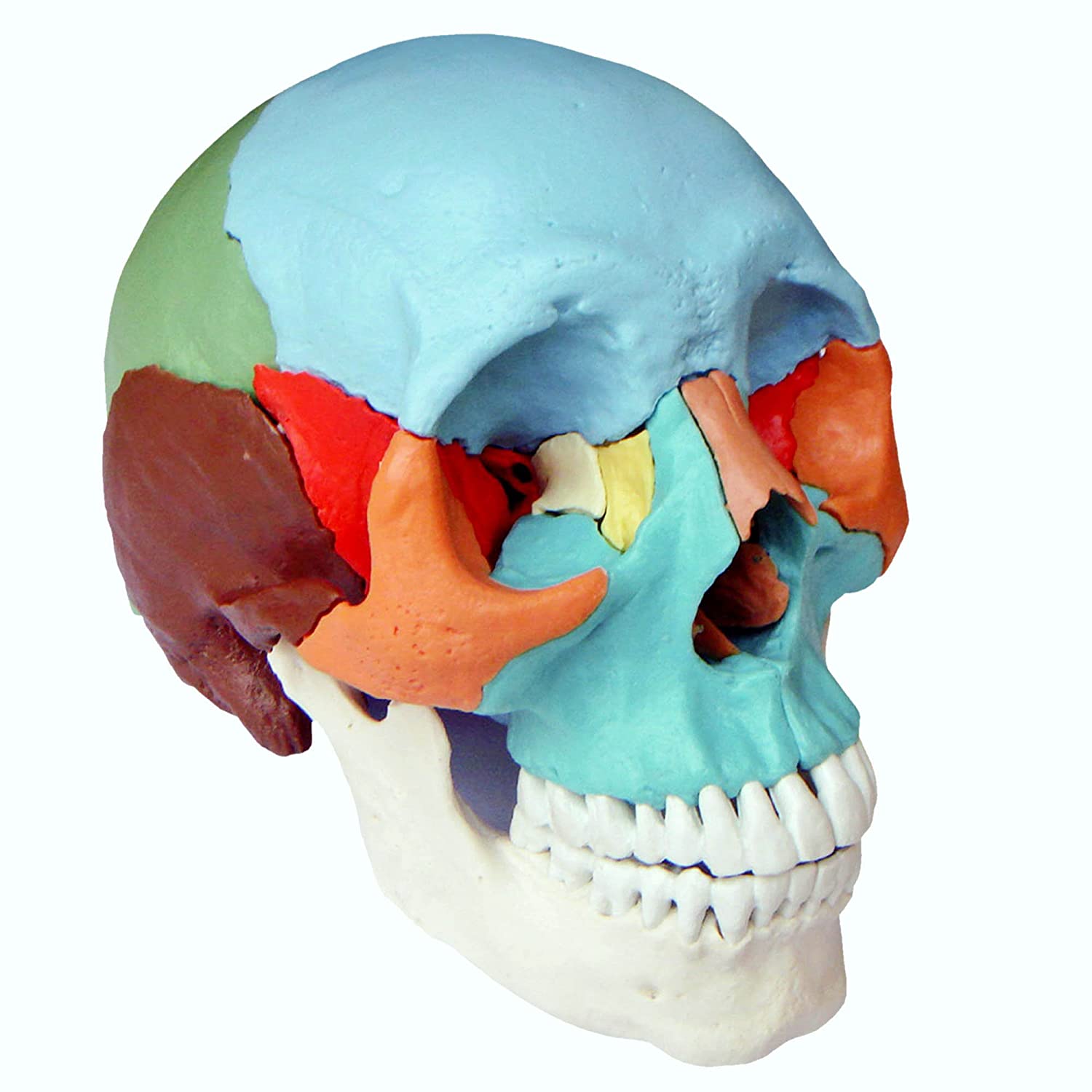 S24.2165 Adult Beauchene/Osteopathic Skull Model, 22-part, Didactic Colored, multicoloured