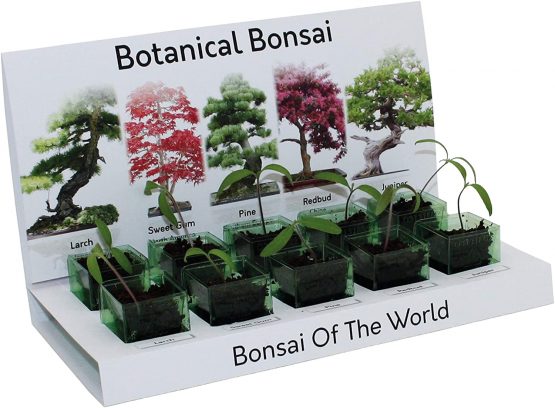 Bonsai Tree Grow kit 100% Recyclable 5 Seed Varieties to Grow Your Own